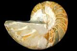 Polished Fossil Nautilus - Madagascar #113507-1